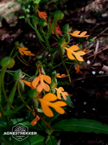 Habenaria rhodocheila, 2026-08-24