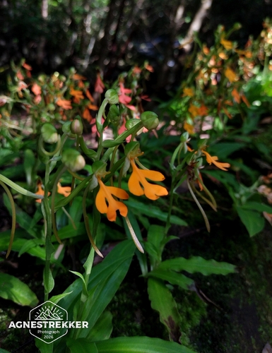 Habenaria rhodocheila, photograph 2