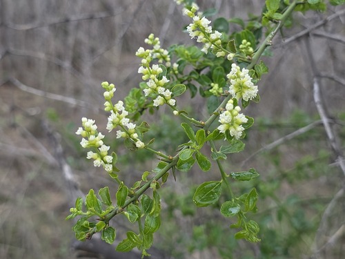 Retanilla trinervia, photograph 3