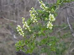 Retanilla trinervia, photograph (c) Cesar Ormazabal, some rights reserved (CC BY)