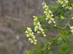 Retanilla trinervia, photograph (c) Cesar Ormazabal, some rights reserved (CC BY)