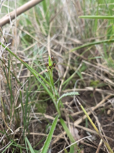 Common Wood-rush