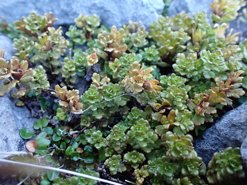 Euphrasia monroi observed 2026-03-23