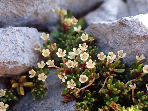 Poranthera alpina, 2026-03-23