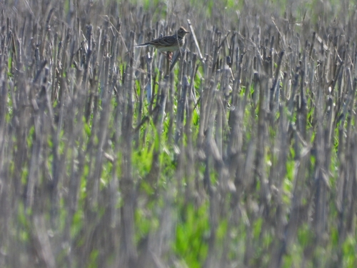 Eurasian Skylark