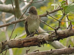 Brownish Elaenia photo 2