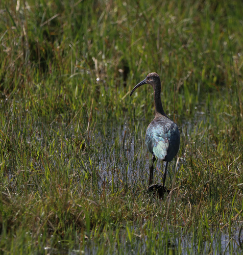 White-faced Ibis