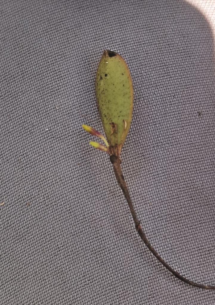 Trichosalpinx semilunata