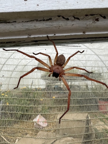 Ribbon Bark Huntsman