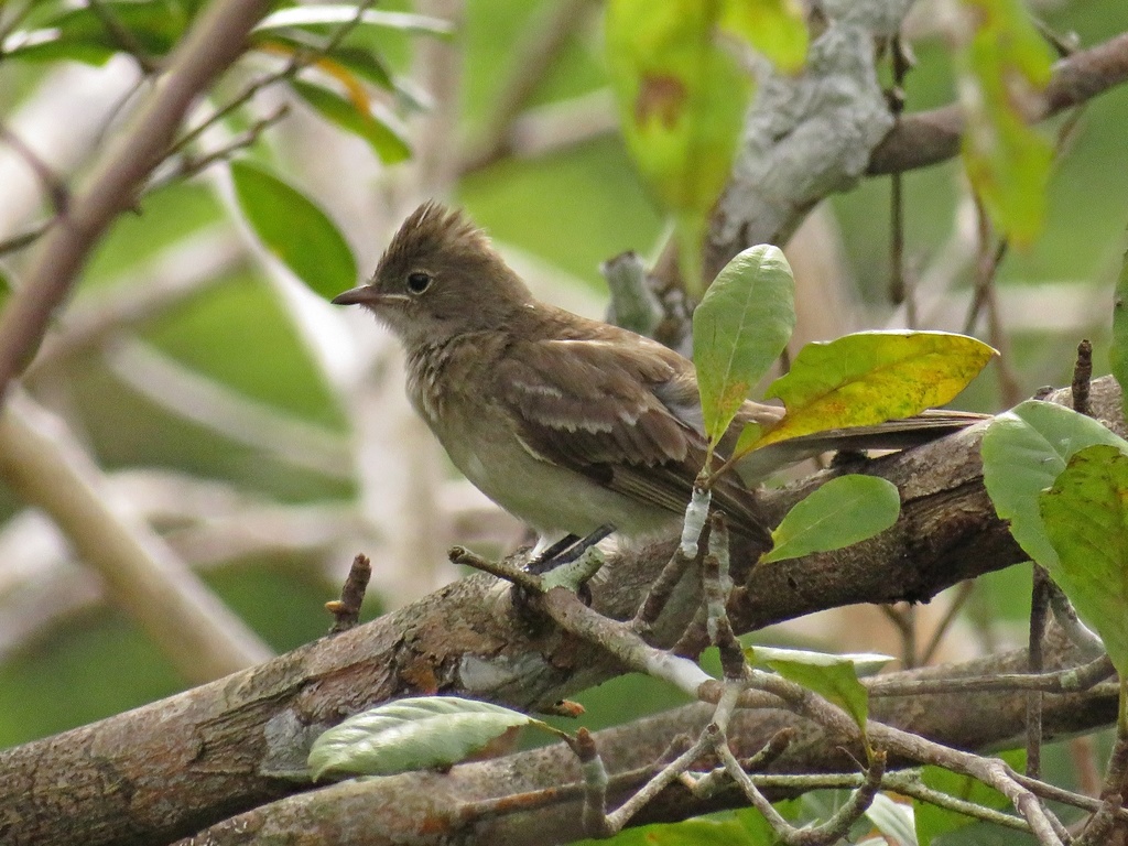 Brownish Elaenia photo