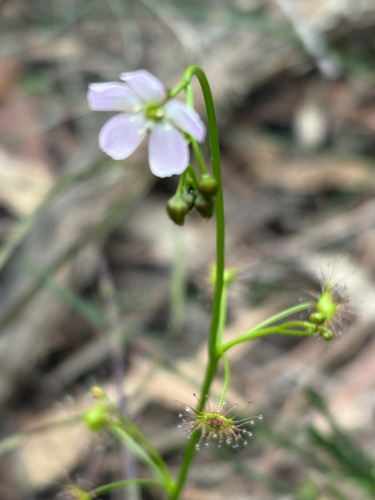 Tall sundew