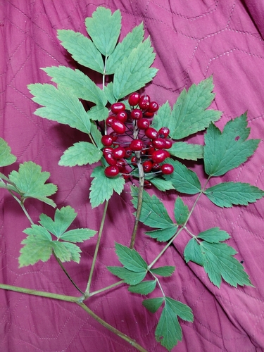 red-fruited red baneberry