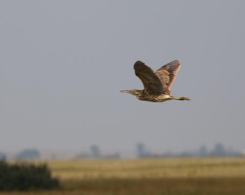 American Bittern