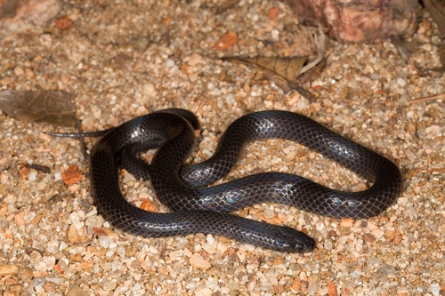 Aparallactus lunulatus lunulatus