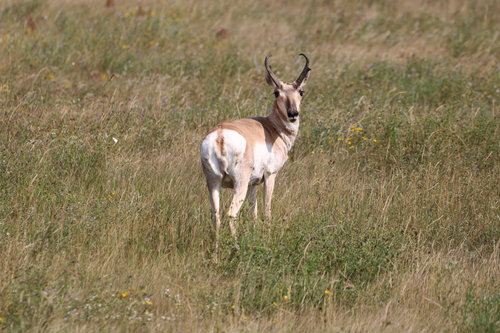 Pronghorn