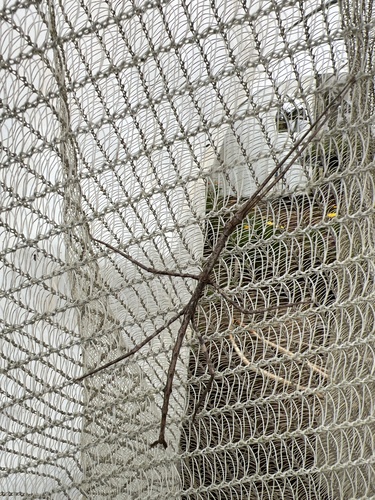 Margin-winged Stick Insect