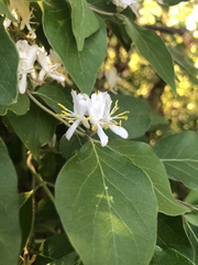 Lonicera maackii
