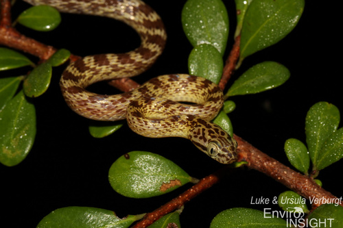 Cross-barred Tree Snake