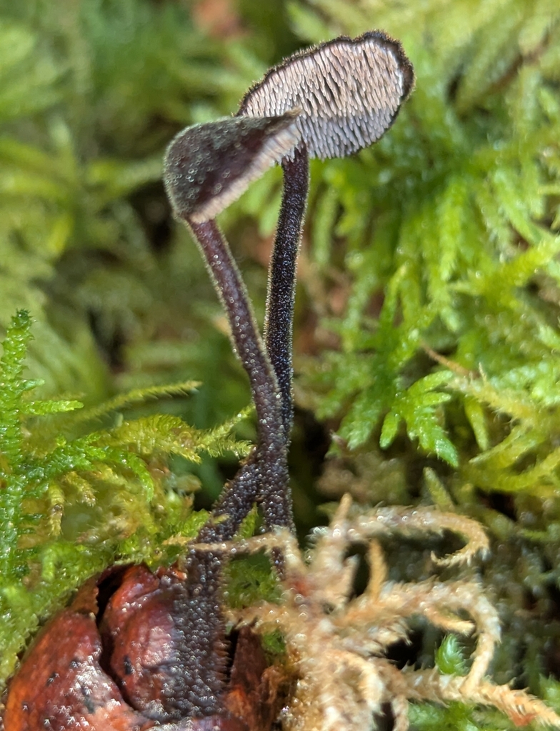 Earpick Fungus · August 2026 · photo: Photo: no rights reserved · iNaturalist