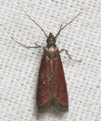 Varneria postremella