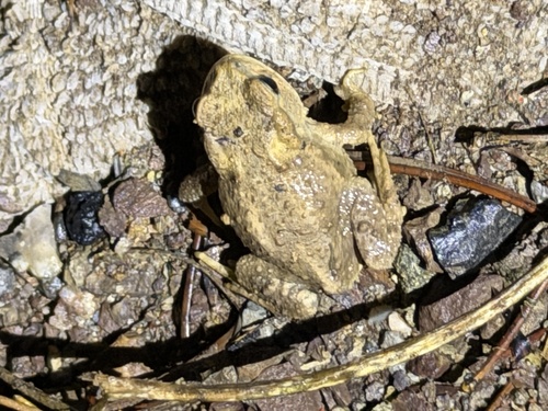 Asiatic Toad