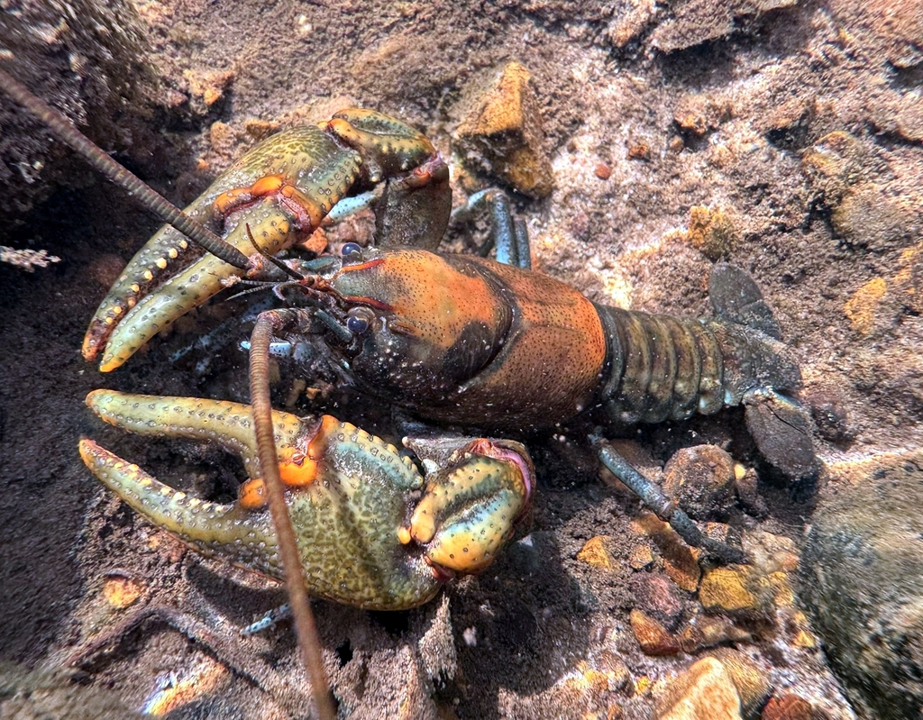 Conhaway Crayfish