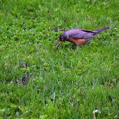 Turdus migratorius