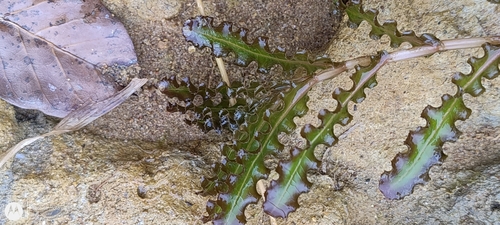 Curly-leaf Pondweed