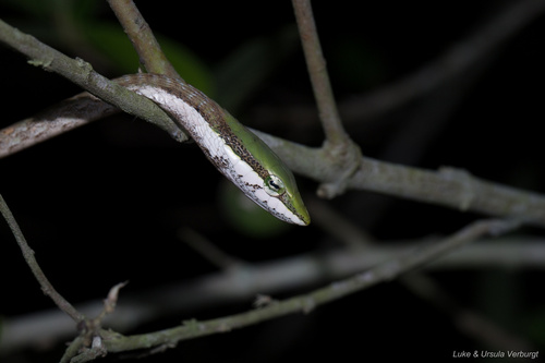Eastern Twig Snake