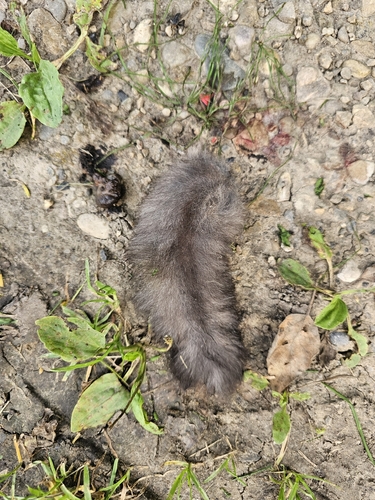 Nördliches Gleithörnchen observed by vgruenwa