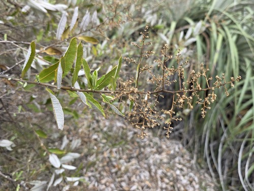 Spinoliva ilicifolia, photograph 1
