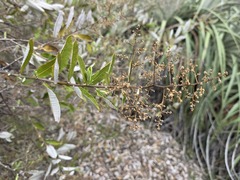 Spinoliva ilicifolia, photograph Cesar Ormazabal, CC BY, iNaturalist via GBIF