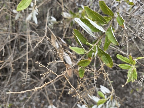 Spinoliva ilicifolia, photograph 2