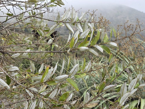 Spinoliva ilicifolia