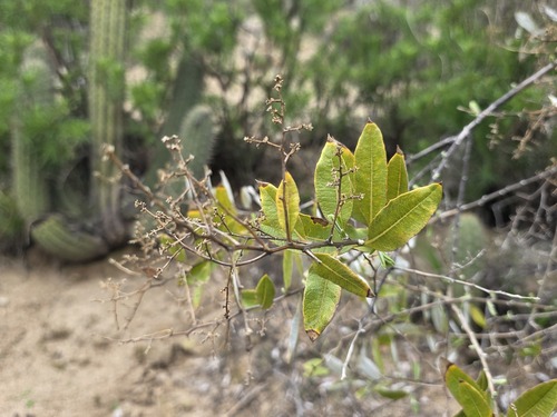 Spinoliva ilicifolia, photograph 4