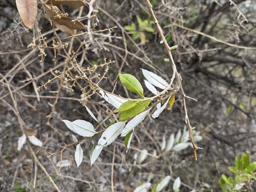 Spinoliva ilicifolia, photograph 3