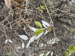 Spinoliva ilicifolia, photograph Cesar Ormazabal, CC BY, iNaturalist via GBIF