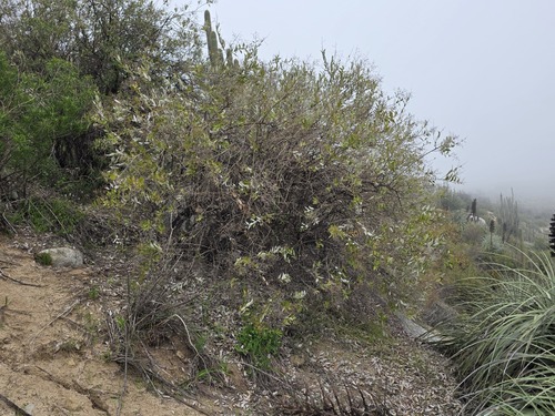 Spinoliva ilicifolia, photograph 5