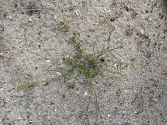 Cerastium holosteoides