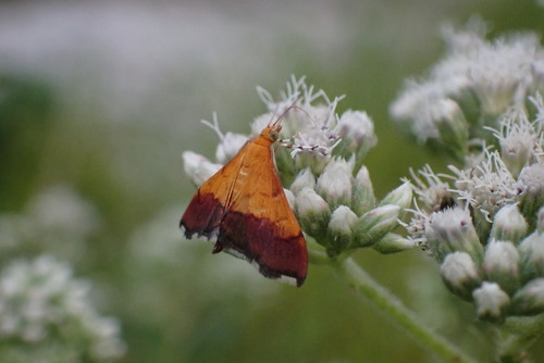 Bicolored Pyrausta Moth and Allies photo 6