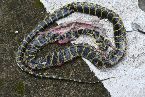 Big-tooth Snake
