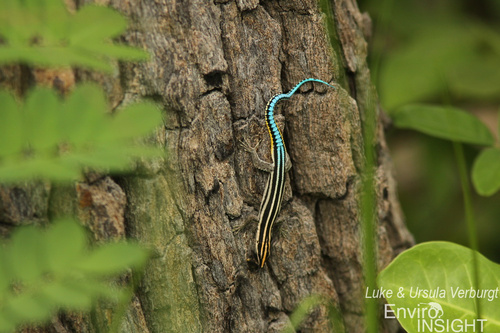 Eastern Blue-tailed Gliding Lizard