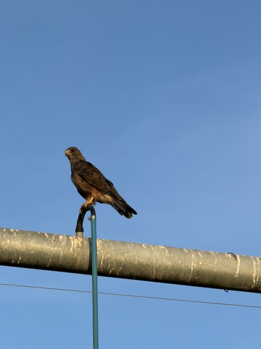 Swainson's Hawk