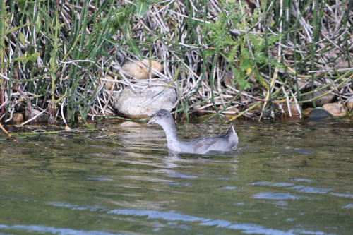 American Coot
