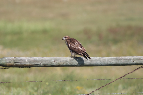 Red-tailed Hawk