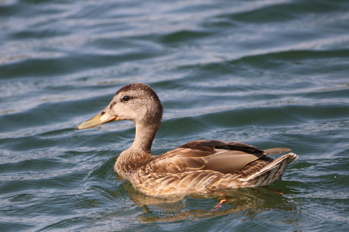 Mallard