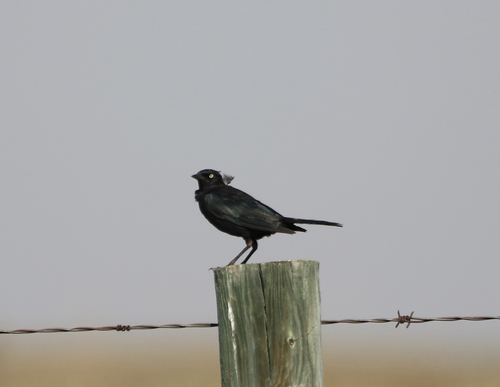 Brewer's Blackbird