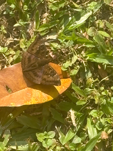 Euthalia aconthea gurda