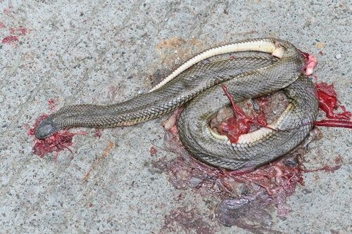 Sichuan Mountain Keelback
