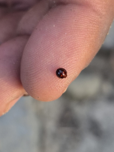 Heather Ladybird